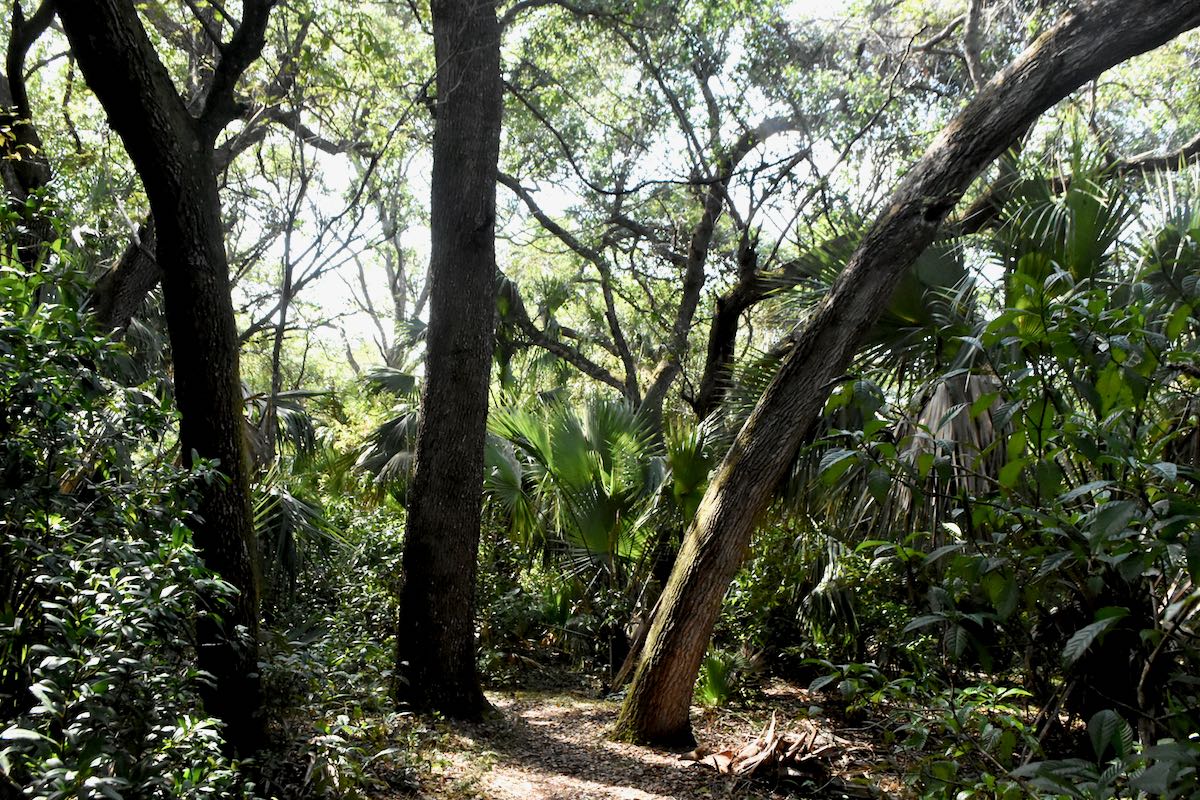Archie Creek Trail